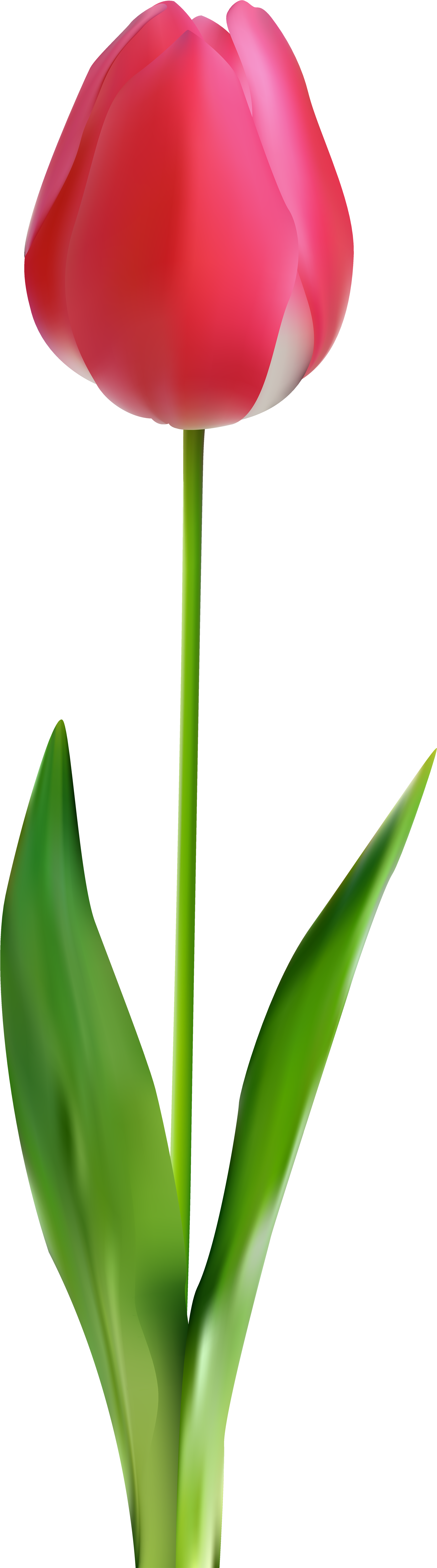 Tulip Png Clip Art - Botão De Rosas Png (2543x8000)