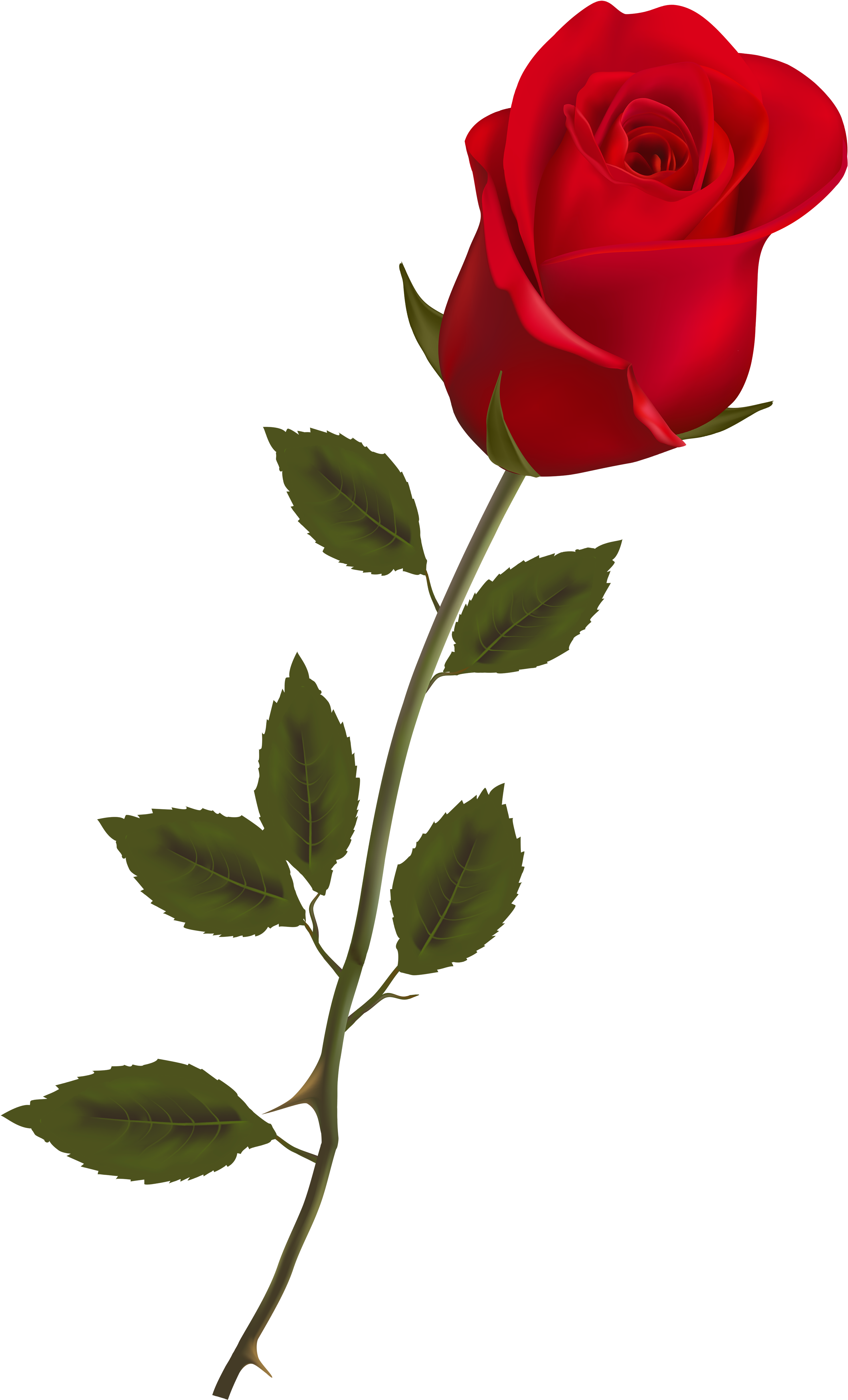 Beautiful Stem Red Rose Png Clipart - Rose Png (3064x5000)