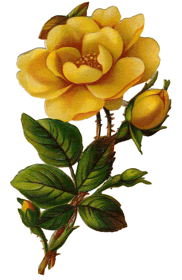 Vintage Flower Clipart Yellow Rose - Vintage Yellow Rose Png (609x980)