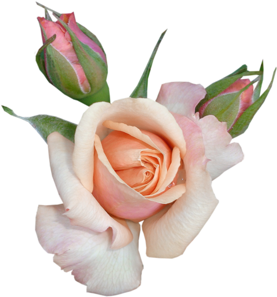 Transparent Beautiful Rose With Buds Png Picture - Beautiful Flowers Clipart With Transparent Backgrounds (567x600)