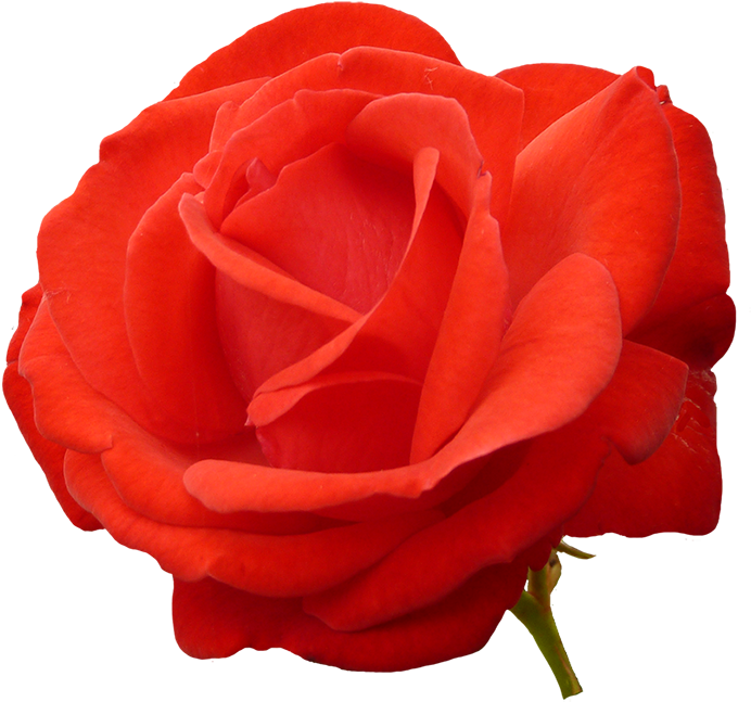 Red Red Rose Clipart - Rose (709x704)