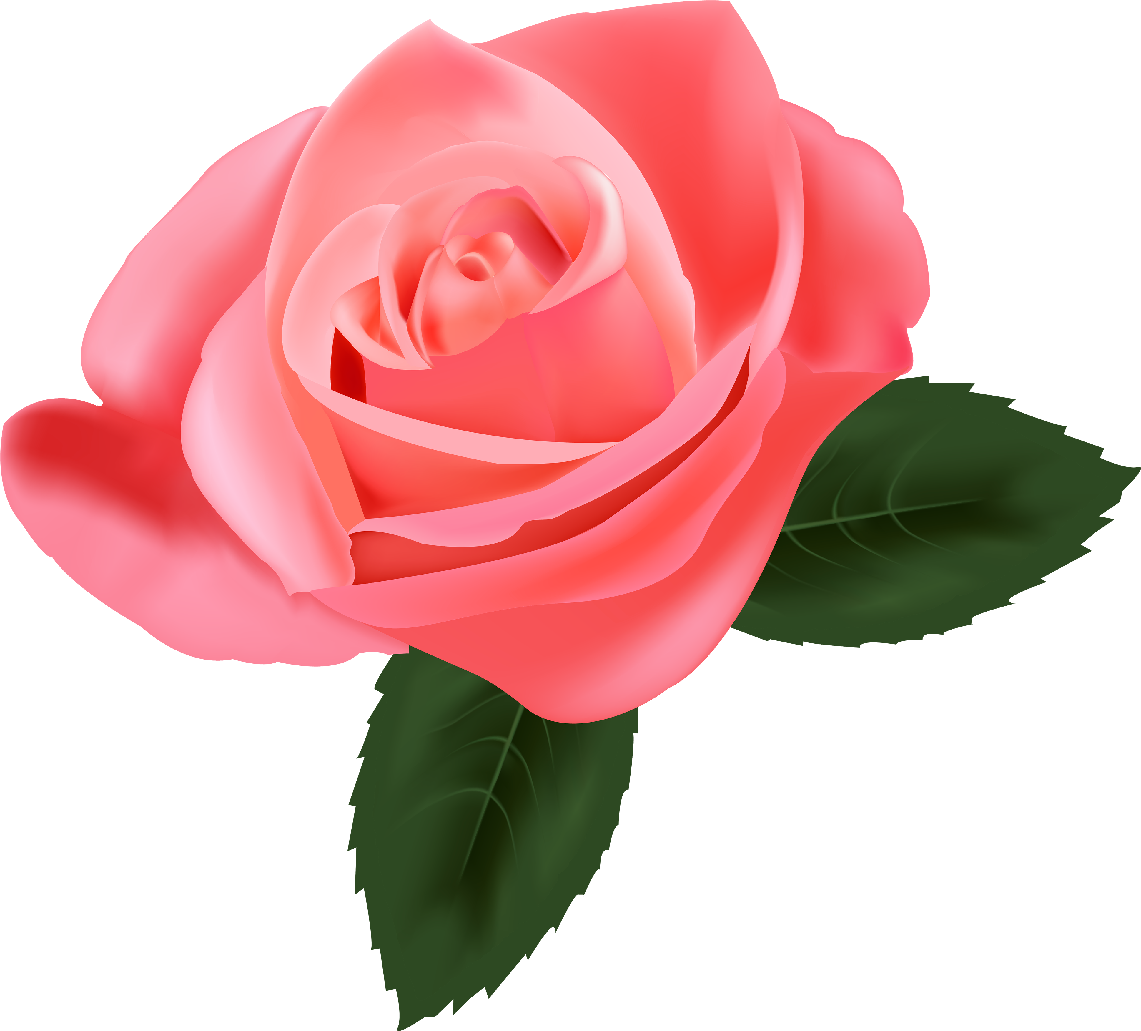Pink Rose Png Clipart - Pink Rose Png (4000x3747)