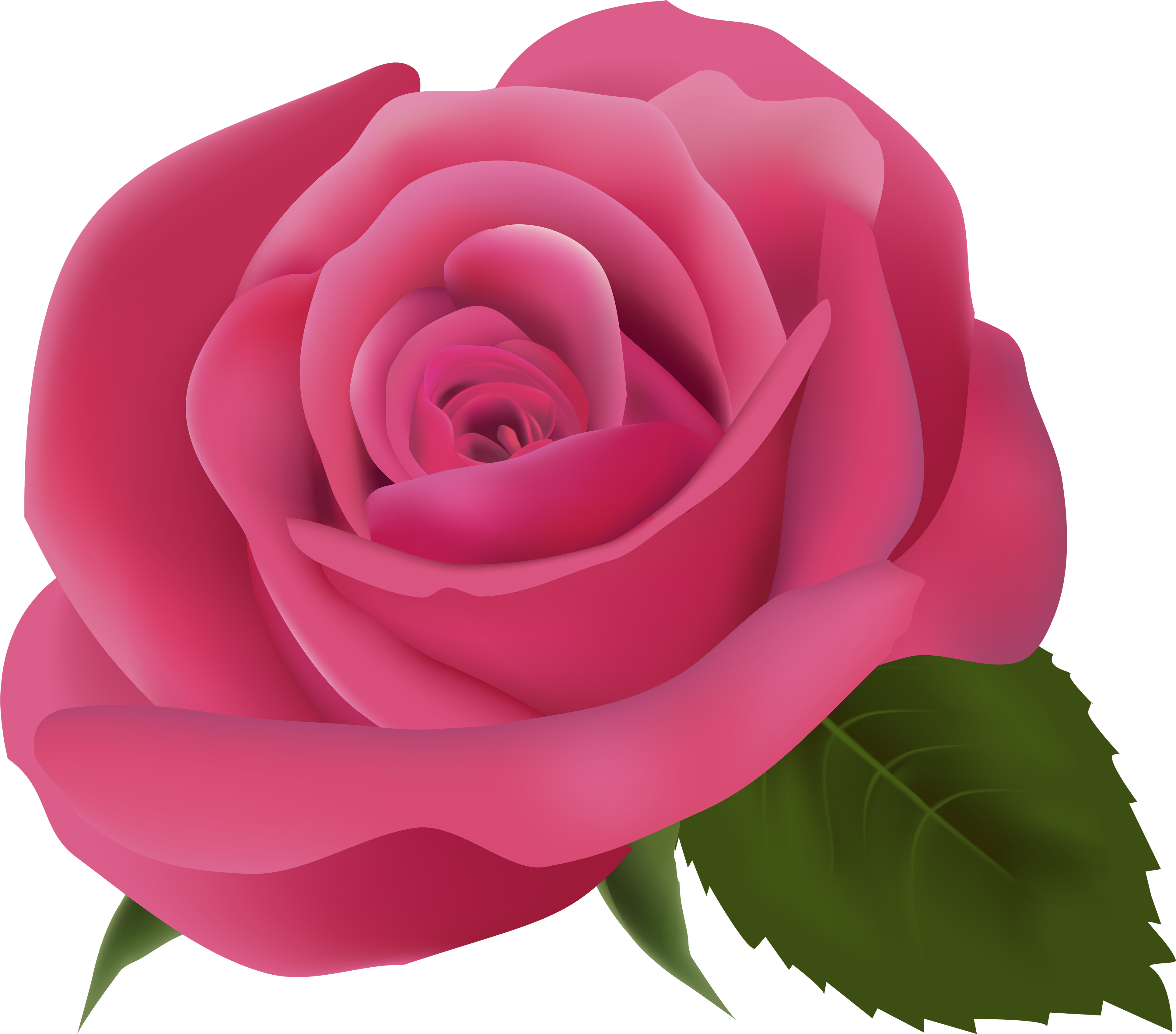 Pink Rose Png Clipart Image - Pink Rose Transparent Background (4000x3723)