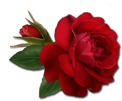Download Single Red Rose Clipart Hq Png Image - Single Red Rose Png (648x380)