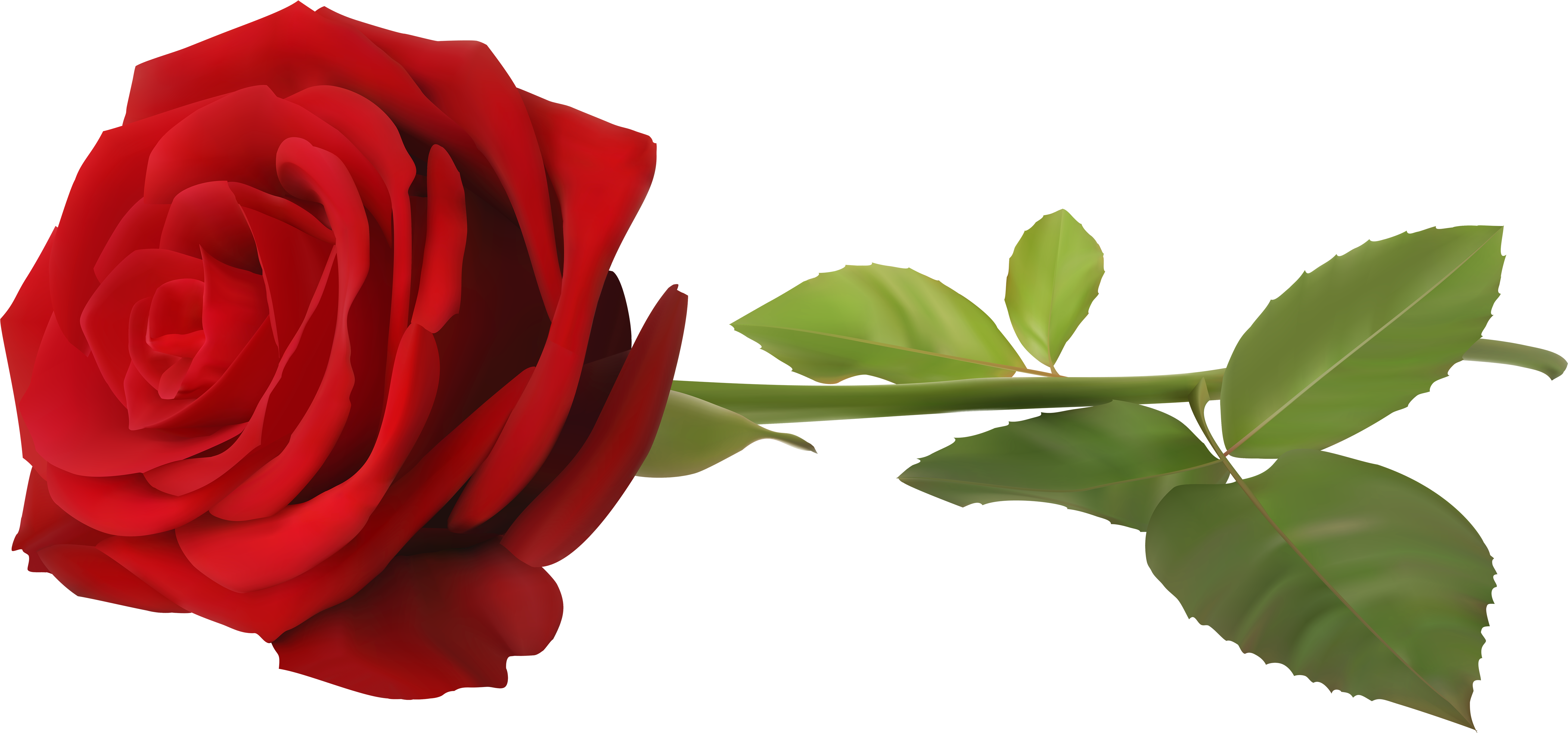 Dark Red Long Stem Rose - Transparent Png Images Roses - (6000x2830) Png Cl...