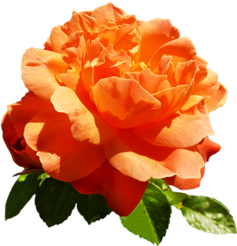 Orange Rose For Valentine's Day - Orange Rose Clip Art (354x358)