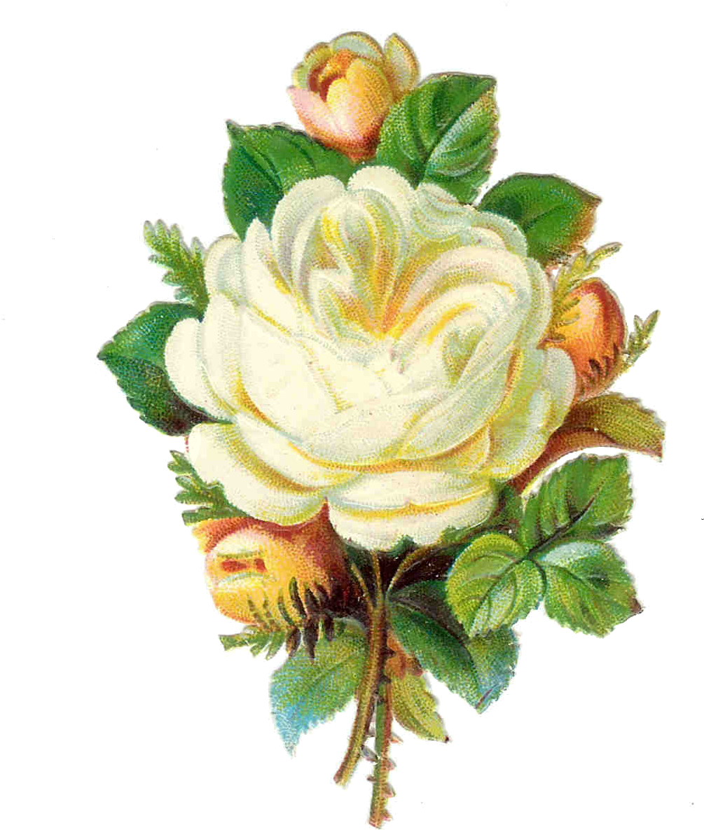 Yellow Rose Clipart Vintage - Paper Moon Media Victorian Pink And White Roses Collage (1231x1590)