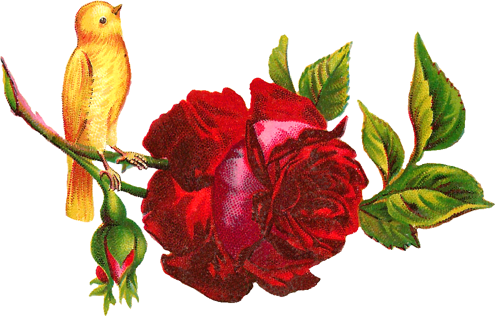 Yellow Rose Clipart Red - Clip Art (1168x748)