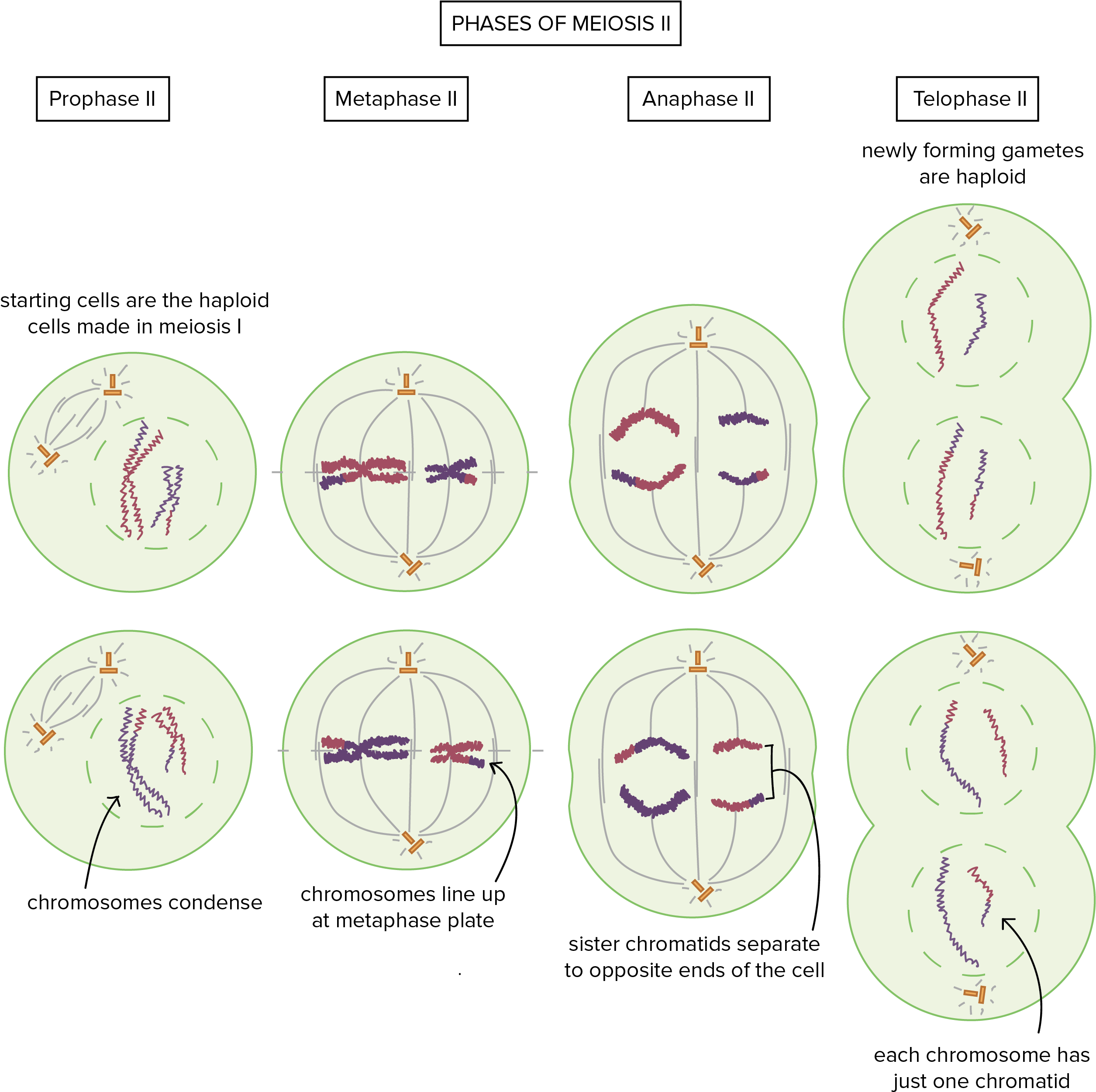Meiosis - Learn English Grammar App (2754x2725)