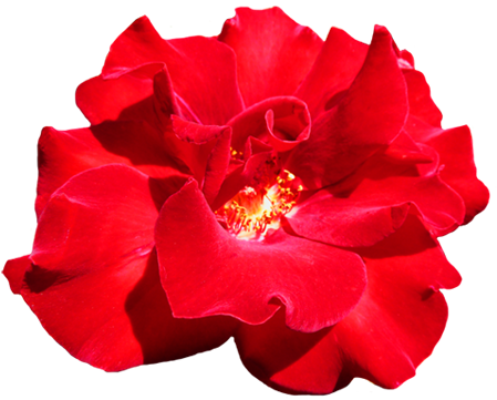 Red Valentine Rose Clipart - Red Flower Tumblr Png (472x387)