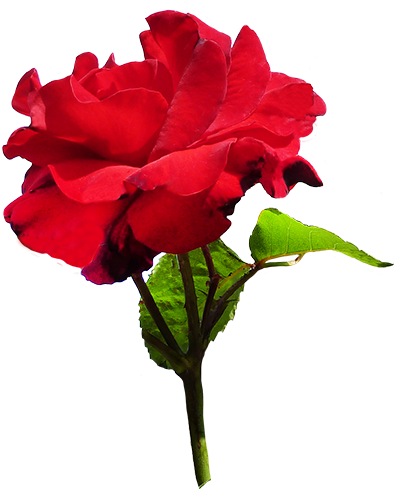 Download - Velvet Rose Png (413x502)