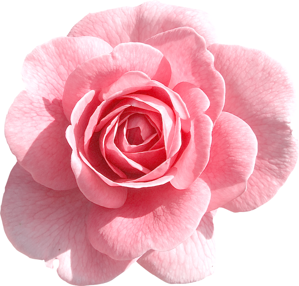 Pink Rose Clipart Transparent Png - Date A Trans Guy (600x575)