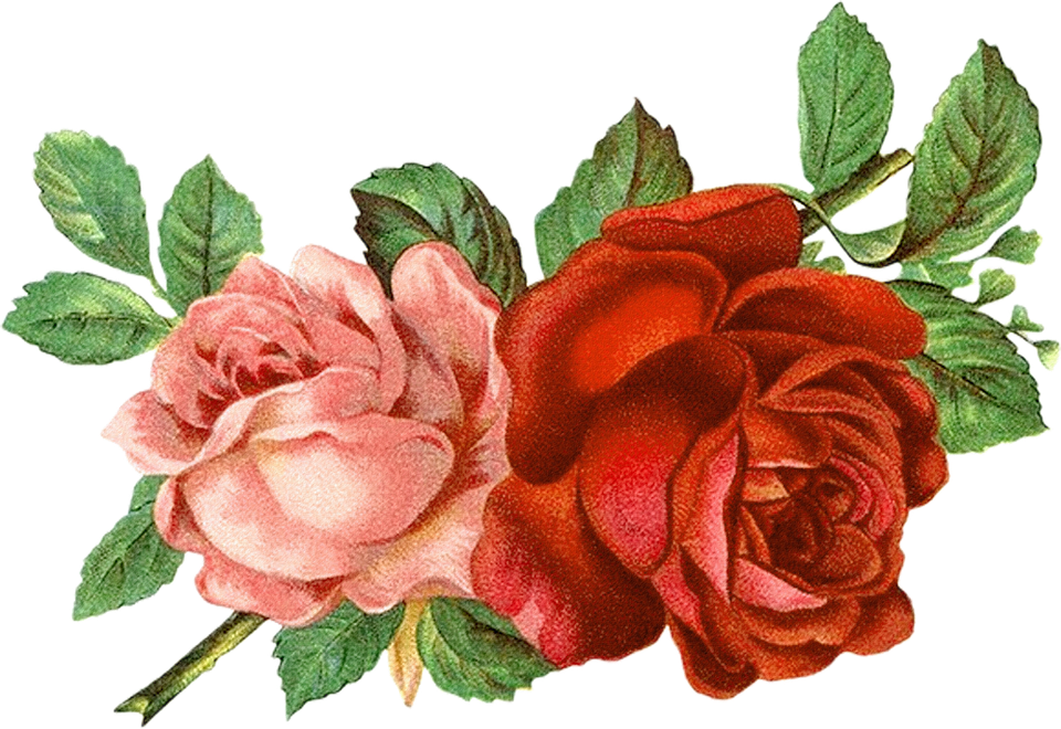 Pink Roses Clipart - Bunga Clipart (960x660)