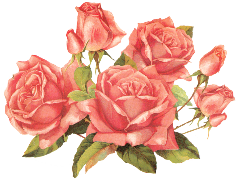 Rose Pink By Jinifur On Deviantart - Vintage Rose Png (900x693)