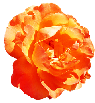 Soft Yellow Valentine Rose, Orange Rose Clipart - Rose (354x378)