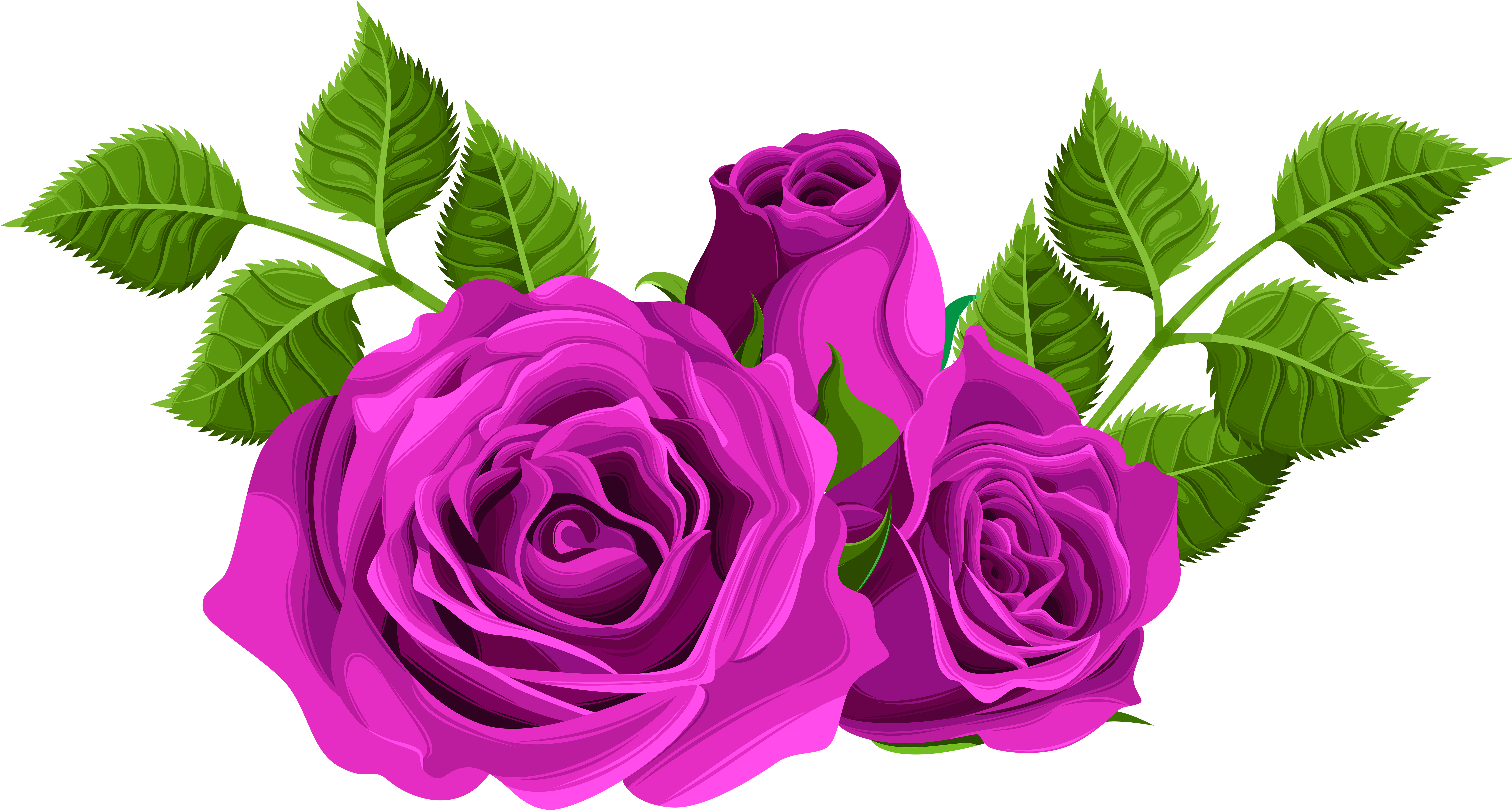 Purple Rose Clipart - Pink Roses Png (8000x4325)