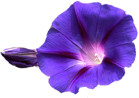 Deluxe Hibiscus Pictures Clip Art Flowers Png - Morning Glory Flower Png (475x350)