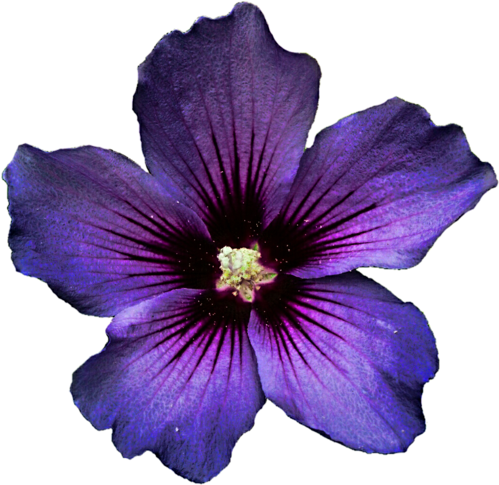 Dark Purple Hibiscus Flower Clipart - Clip Art (1024x995)