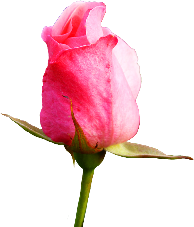 Pink Rose Clipart - Flower Pink Rose Bud (710x768)