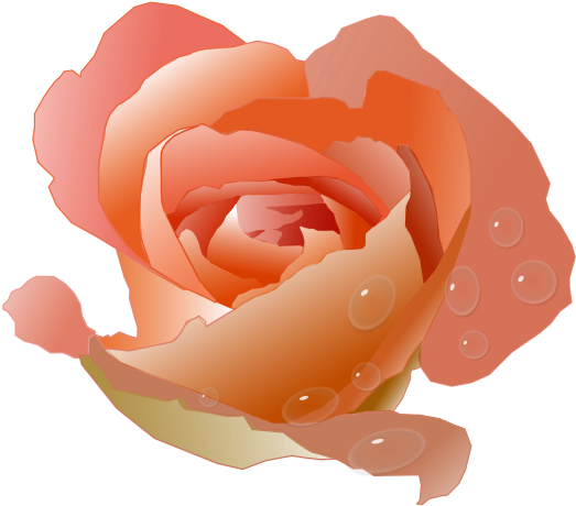 Coral Rose - Coral Rose Clipart (800x1131)