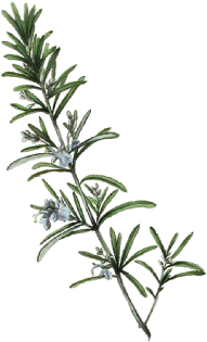 Spring Flowers - Bamboo (519x346)