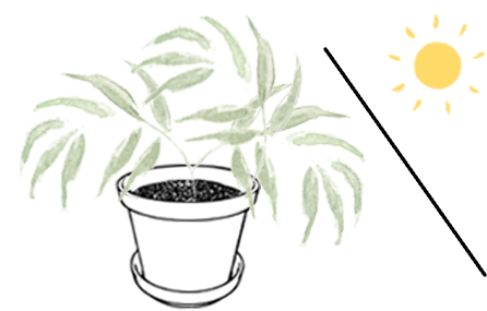 Prevent Overwatering - Sketch (827x591)