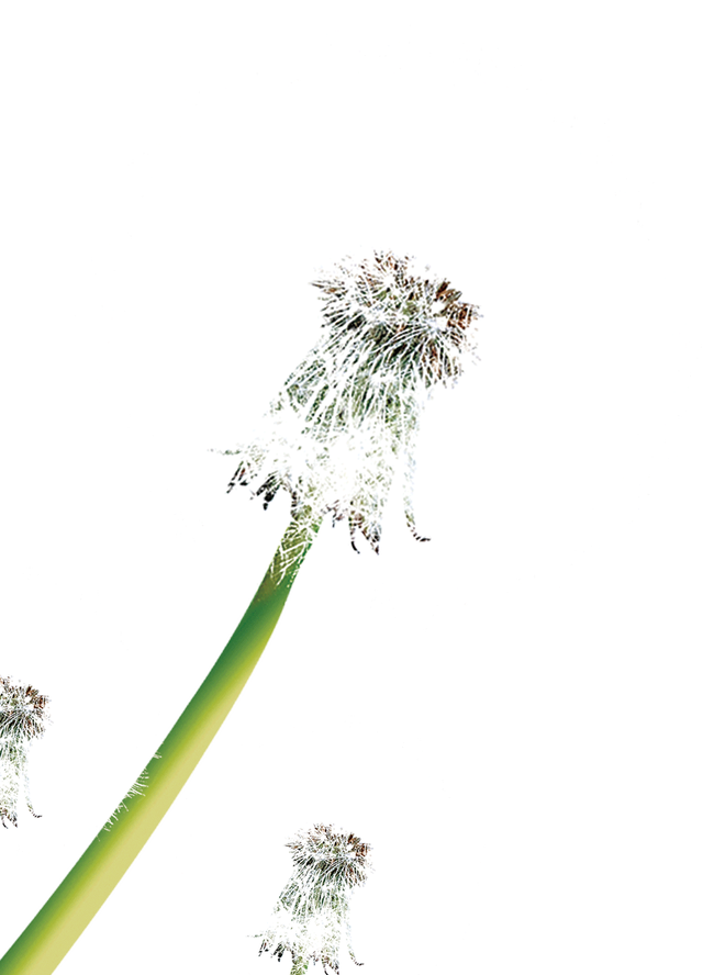 Dandelion Clip Art - Dandelion Clip Art (650x888)