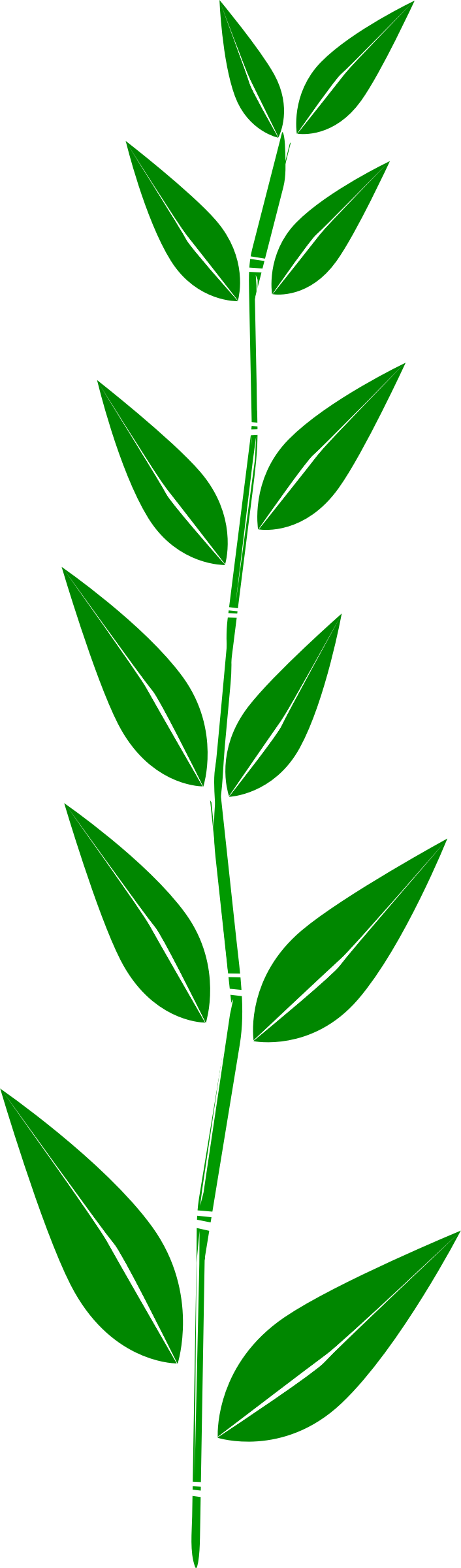 Leaf - Clipart - Bamboo Leaf Clipart (706x2400)