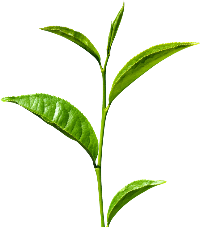 Tea Leaf Clipart Png - Definition Of A Stem (800x800)