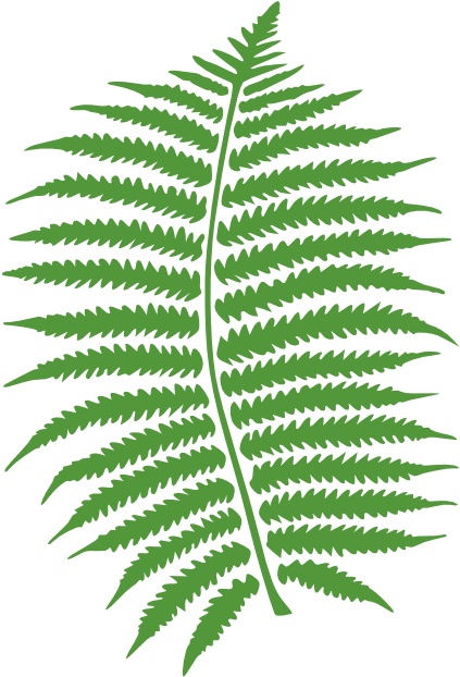 Leaf And Acorns Free Fern - Fern Tree Clip Art (555x785)