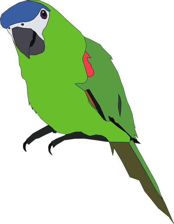 Parrot Clipart Pet Bird - Parrot Clip Art (560x720)