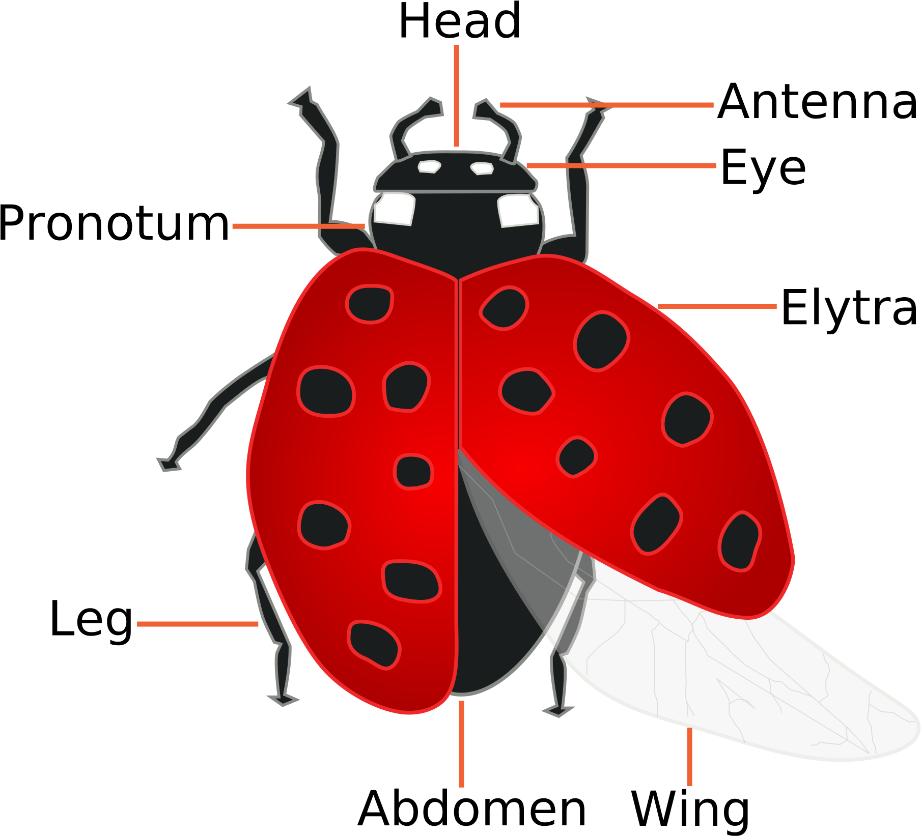 Image Of Templates Ladybug Life Cycle Diagram - Facts About A Ladybug (2000x2000)