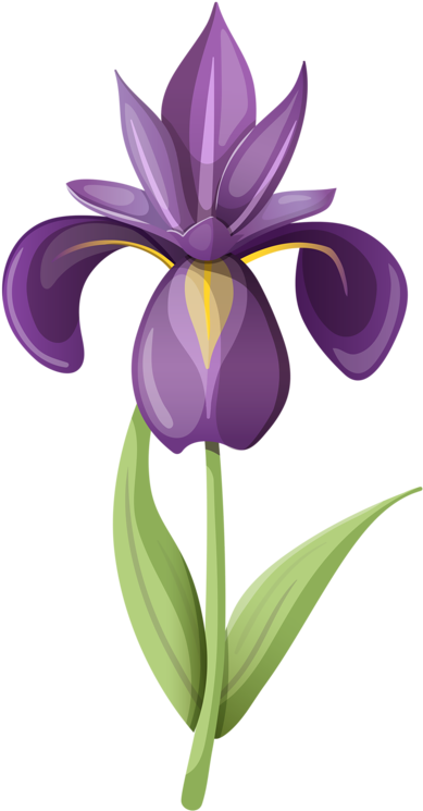 Flower Clipartwatercolor - Iris Flower Clip Art (442x800)