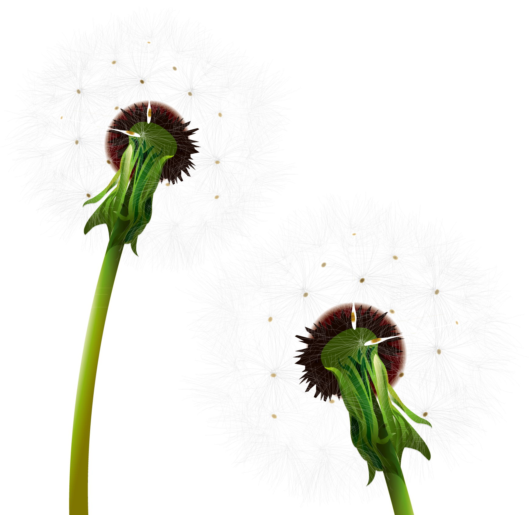 Dandelion Clip Art - Dandelion (2142x1707)