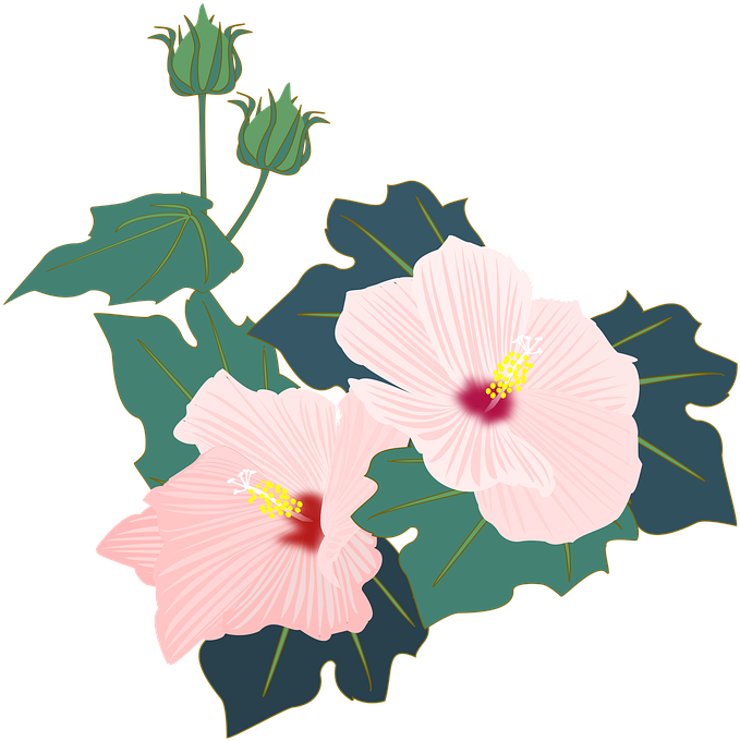 Cartoon Hibiscus Flower 26, Buy Clip Art - Pink Flowers (720x720)