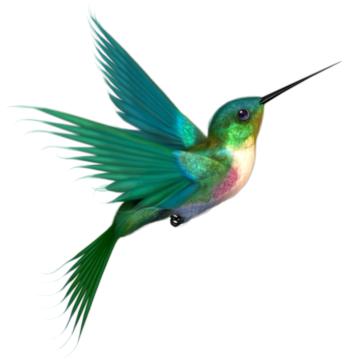 Hummingbird Png Transparent Clip Art Image - Colors Of A Hummingbird (671x700)