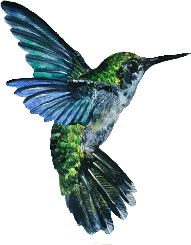 Trans Par En Cy - Colored Pencil Hummingbird Drawings (400x530)