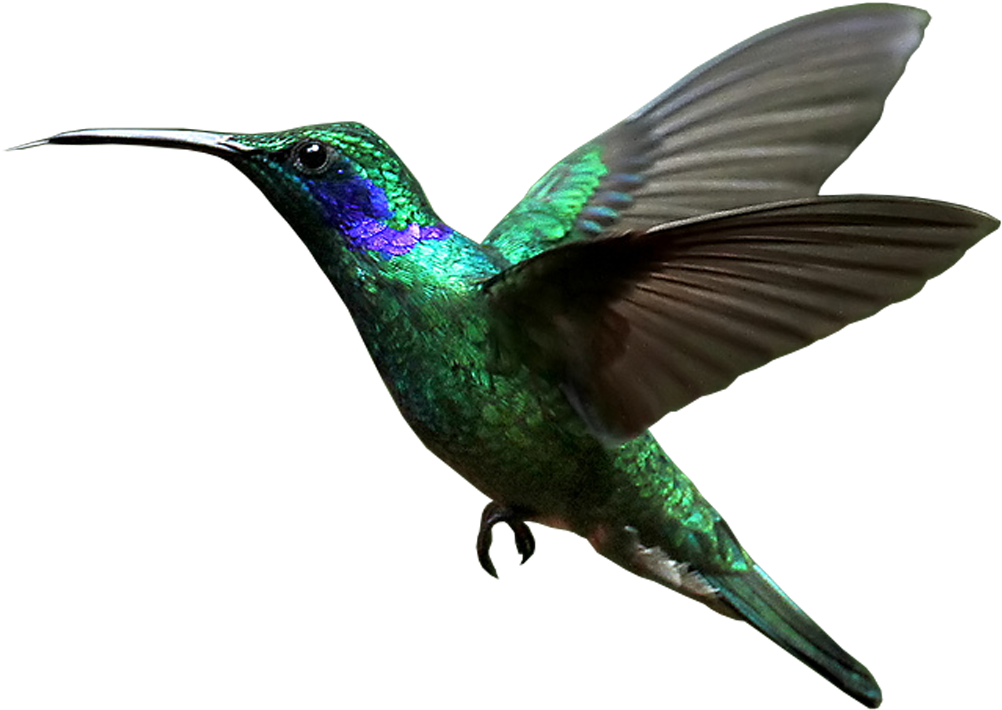 Hummingbird Transparent Background - Hummingbird Transparent Background (1200x1070)