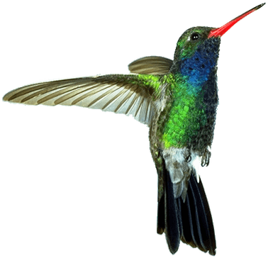 Hummingbird - Hummingbird Transparent (400x400)