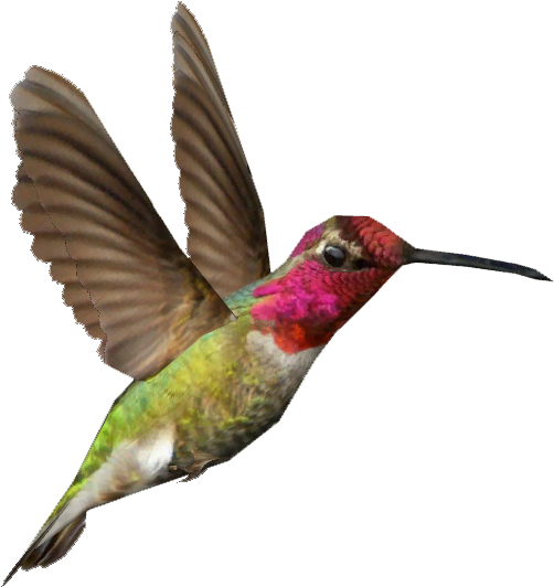 Ambient Anna - Anna's Hummingbird Transparent Background (531x531)
