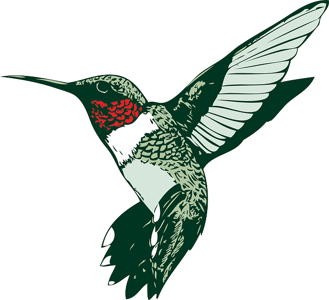 Hummer, Hummingbird, Ruby-throated - Humming Bird Clip Art (640x584)