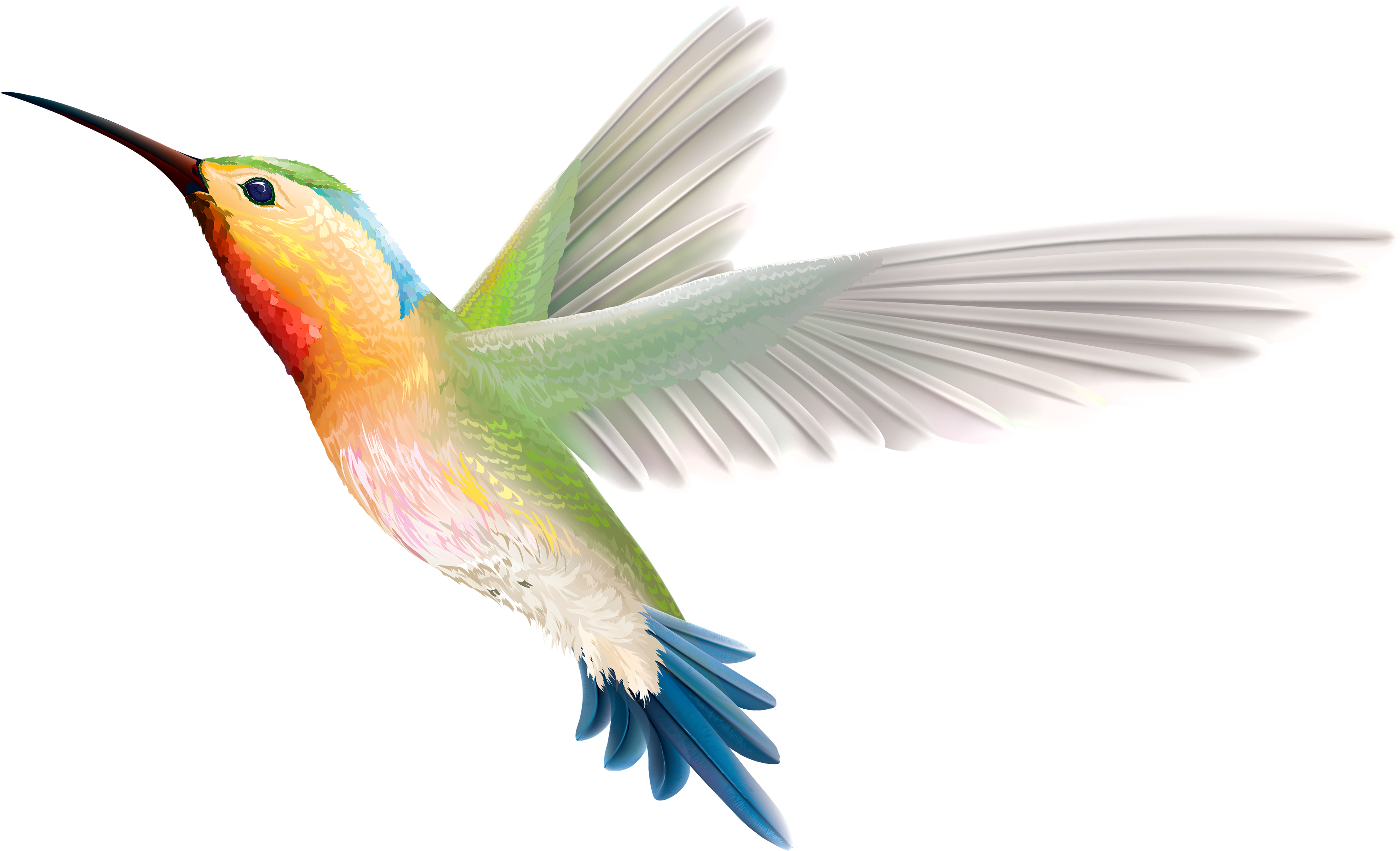 Hummingbird Png Clipart - Hummingbird Png Clipart (4000x2444)