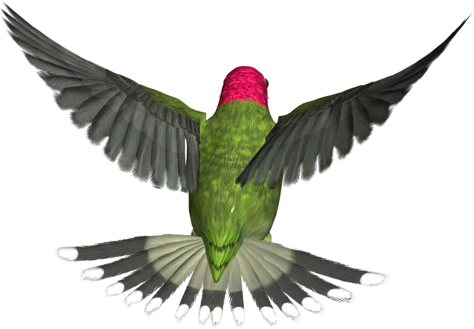 Hummingbird Png Hd - Bee Humming Birds Png (1600x1600)