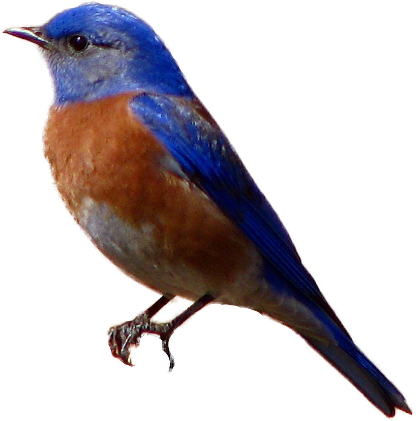 Blue Bird Png (1524x1510)