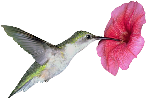 Hummingbird-flower - Humming Bird With Flower (512x345)