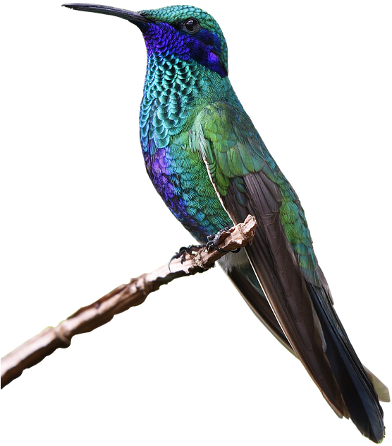 Hummingbird Png Hd - Beautiful Purple And Green Hummingbird Resting R Thoughts, (579x720)