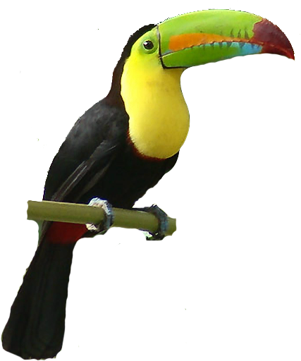 Toucan Bird Clipart - Toucan (444x530)
