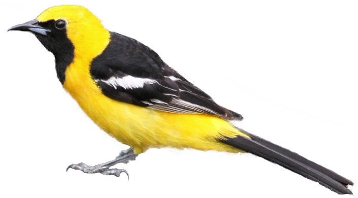 Parrot Clipart Realistic - Oriole Bird No Background (705x421)