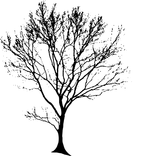 Free Clipart Line Drawing Live Oak Tree - Tree Black Drawing (540x593)