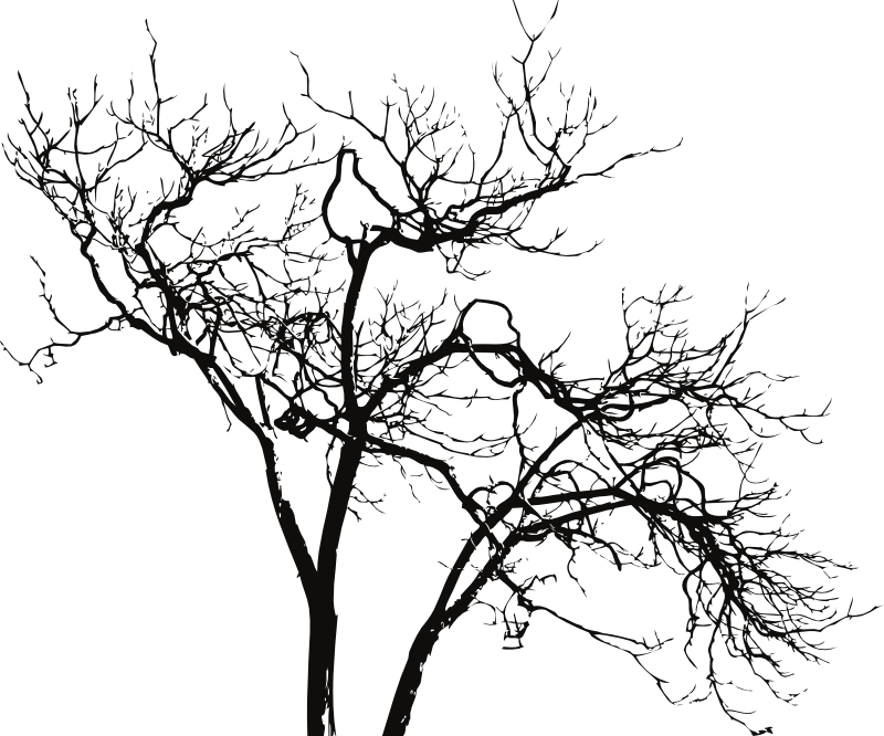 Old Dead Trees Provide Home For Download - Branches Png (800x666)